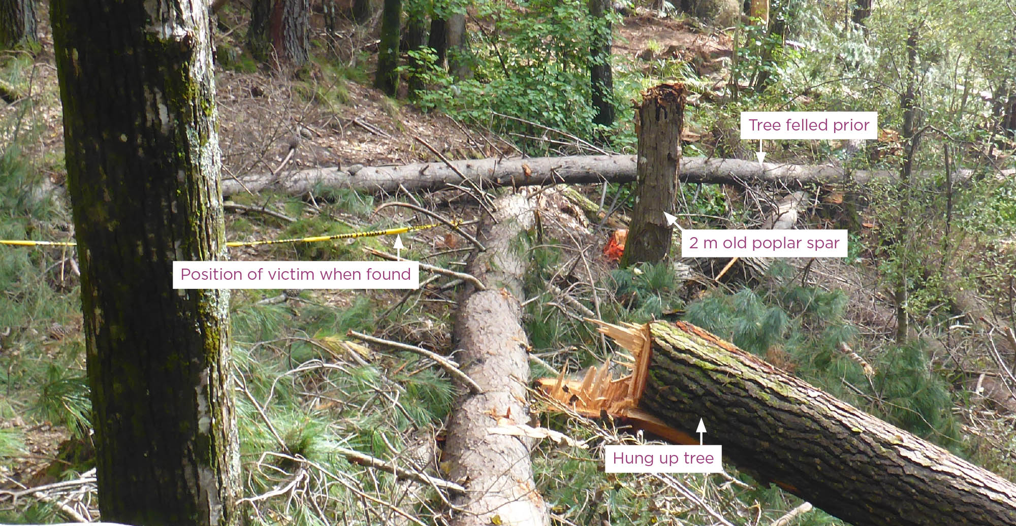 [image] fallen trees on sloped terrain, with yellow tape marking where the accident happened
