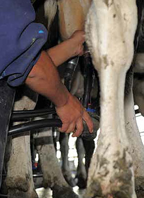 [Image] Close up of a farmer milking cows in a cowshed.