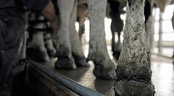 [Image] Close-up of cows hoofs in a cowshed. 