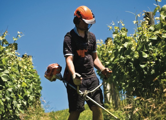 [image] worker trimming weeds on a vineyard
