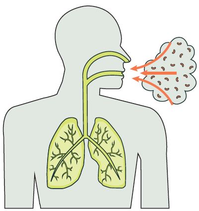 Bacteria breathed into lungs