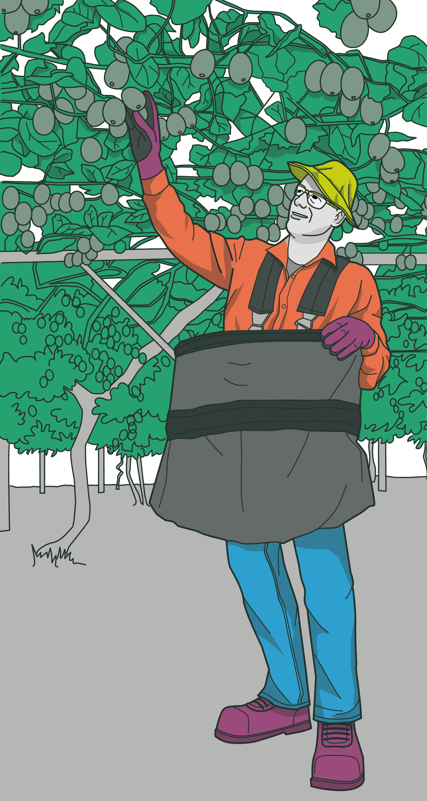 [image] Person picking fruit from an overhead vine wearing a hat, eye protection, a long-sleeved top, safety gloves, long trousers and safety boots