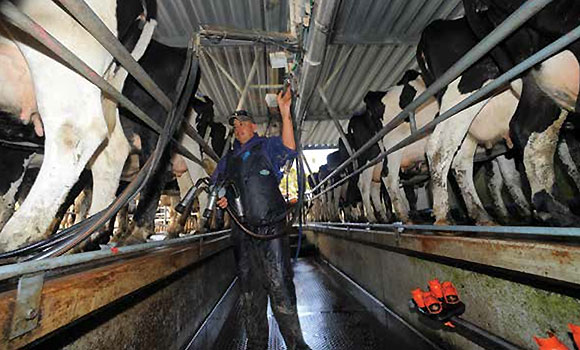 [image] Close up of a farmer milking cows lined up in a milking shed