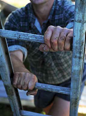 [image] Close up of a farmer climbing a ladder