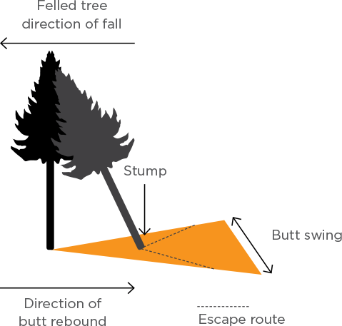 [Image] Infographic showing a felled tree hitting another tree, causing a rebound that extends into the escape route. 