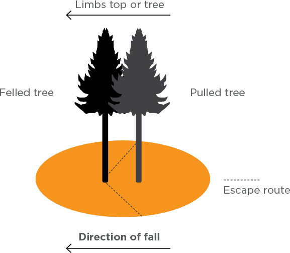[Image] Infographic showing the danger zone and escape route where a felled tree falls, pulling another tree with it. 