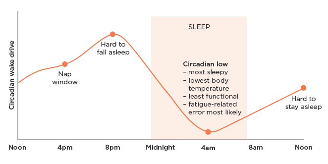 [Image] graph illustrating circadian rhythm over 24 hours
