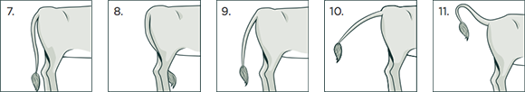 [image] Five examples of a cow's common tail positions