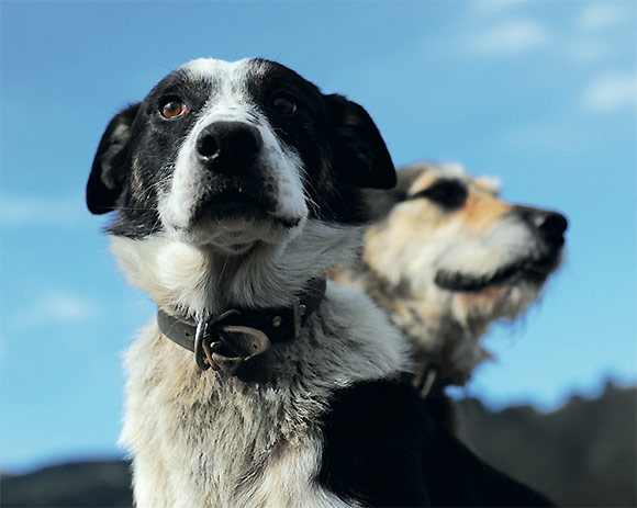 [image] Close up of two working farm dogs 