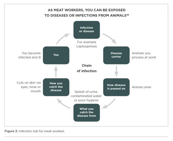 [image] Flow chart showing chain of infection risk for meat workers 