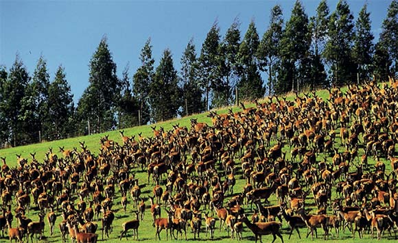 [image] Deer on a hillside