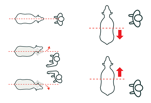 [image] Five aerial views of sheep and their balance lines; red arrows show which way the sheep will turn when people move through their balance lines