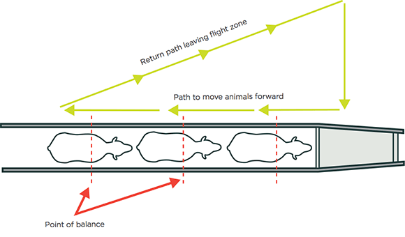[image] How to work sheep through a race; red arrows show points of balance, and green arrows show a path to move animals forward