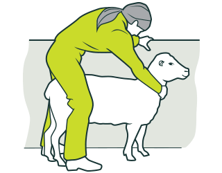 [image] Safe Sheep Shearing hero 2