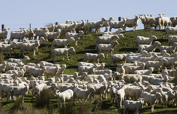 [image] Shawn sheep on a hillside