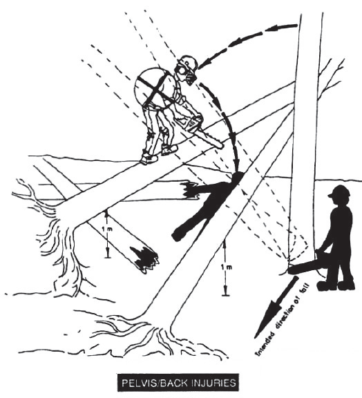 [image] Shows the angle of the falling tree