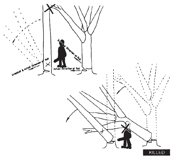 [image] Shows the angle of the falling tree