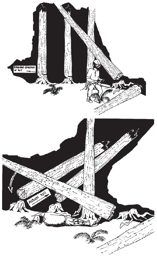 [image] Shows the angle of the falling trees