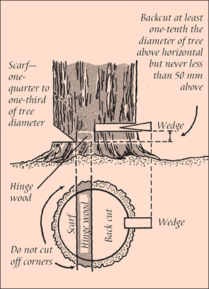 [Image] Base of a tree with wedge cut out and hinge wood showing how wedges are useful for directional tree felling or to hold open a cut that my bind or pinch. 