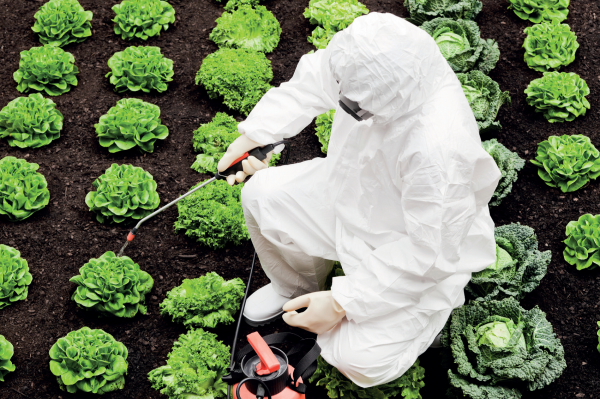 [Image] Close up of rows of planted lettuces being sprayed by grower wearing a protective suit, mask and gloves. 