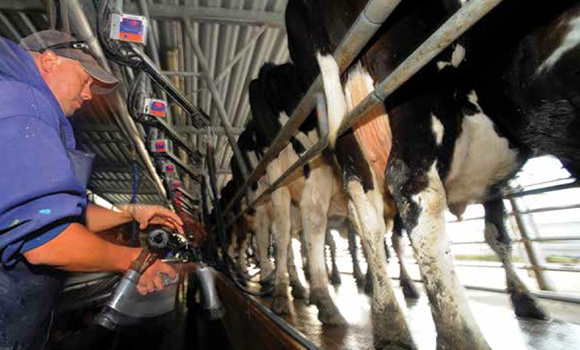 [image] Close up of a farmer milking cows lined up in a milking shed