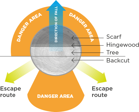 [Image] Infographic showing the planning process for tree felling including direction of fall, danger areas and escape routes.