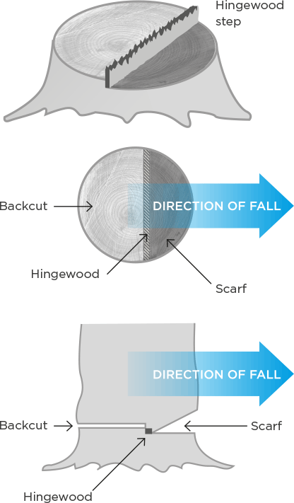 [Image] Three diagrams showing side, top and cross section views of accepted felling methods.