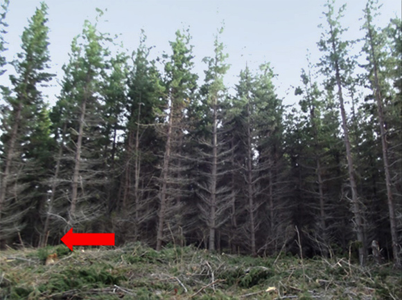 [Image] Trees leaning backward from direction of intended felling; red arrow indicates direction. 