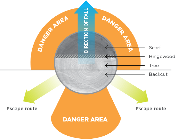 [Image] Infographic showing tree felling escape route positioning including direction of fall, danger areas and escape routes. 