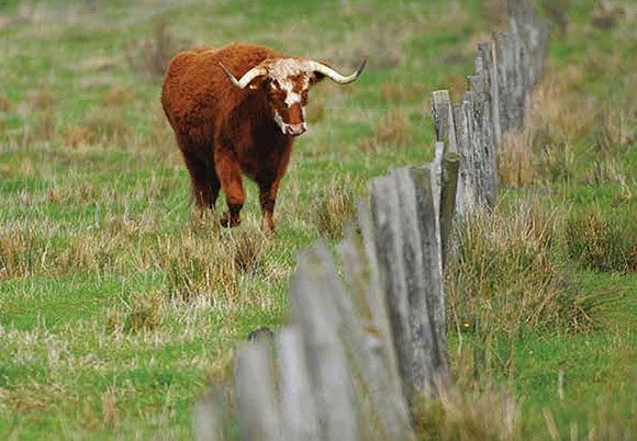 [image] Bull in a fenced field