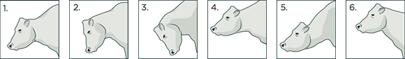 [image] Six examples of a cow's common head positions