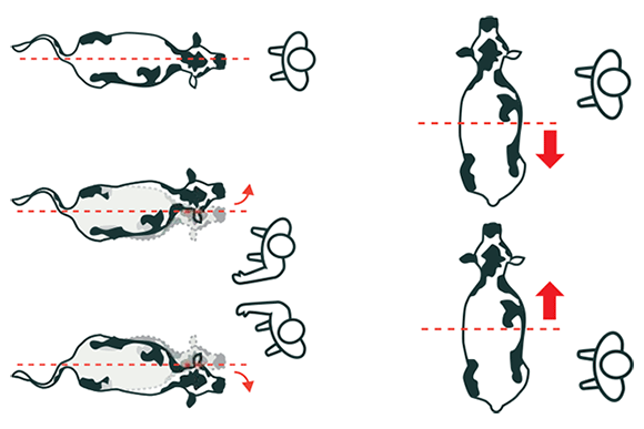 [image] Five aerial views of a cow and its balance lines; red arrows show which way the cow will turn when people move through their balance lines