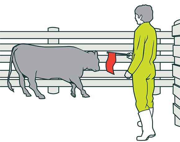 [image] Farmer holding a red flag with a cow inside a pen