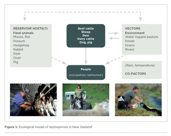 [image] Ecological model of leptospirosis in New Zealand; flow chart demonstrates the relationship between beef cattle, sheep, deer, dairy cattle, dogs, pigs and people