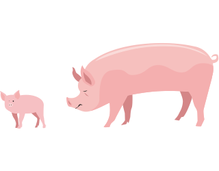 [image] Pigs hero