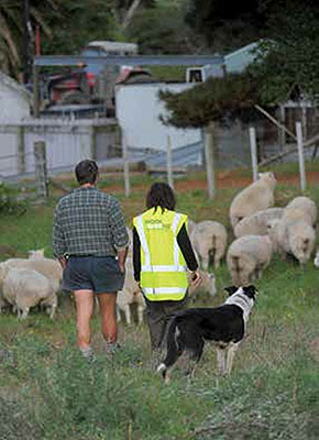 [image] Farmers, sheep and sheep dog